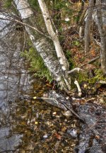 reflection on winter.jpg