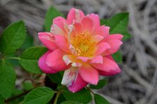 DSC_0050.jpg