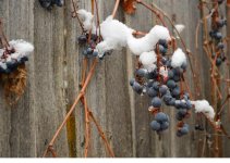 Grapes1.jpg