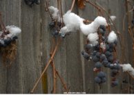 Grapes2.jpg