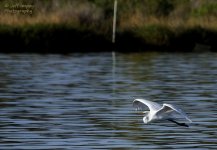 _DSC3157_2.jpg