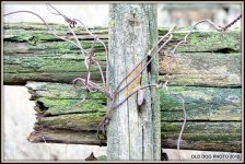 FENCE 041.JPG