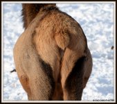 D600 ELK SHEEP 057.JPG