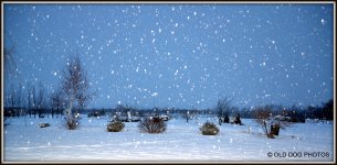 white xmas 007.JPG