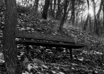 forest1bwsm.jpg