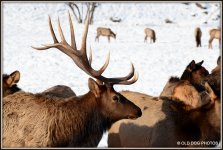 D600 ELK SHEEP 083.JPG