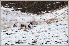 ELK 009.JPG