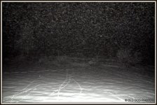 FOG 001.JPG