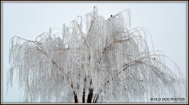 600 FOG AFTERNOON 004.JPG
