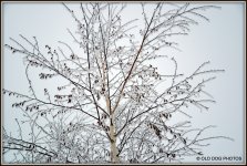 600 FOG AFTERNOON 128.JPG