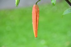 After Rain.03.jpg