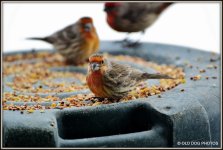 BIRDS 030.JPG