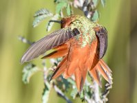 Hummer3.jpg