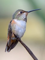 Hummer8.jpg