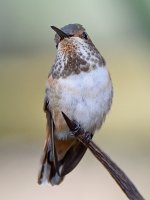 Hummer7.jpg