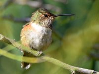Hummer10.jpg