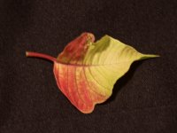 _AAA6856 - Version 2.jpg