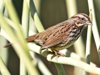 Sparrow7.jpg