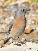 Bluebird6.jpg