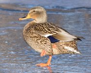 ColdMallards-100.jpg