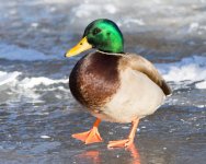ColdMallards-103.jpg