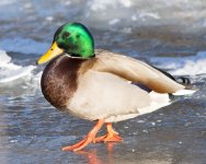 ColdMallards-102.jpg