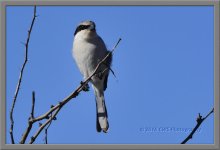 1-11-16-cr__D7K0546.jpg