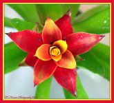 Bromelaid 1-11-2016.jpg