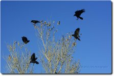 flying_D7K0408.jpg