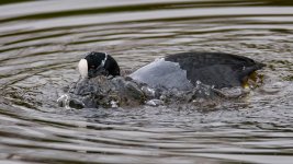 DSC_8080-Edit.jpg