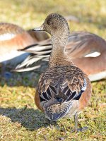Wigeon2.jpg