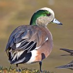 Wigeon4.jpg