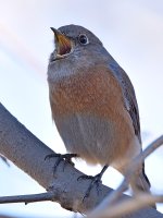 Bluebird.jpg