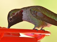 Hummer14.jpg