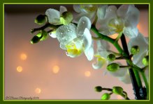 White Orchid 1-12-2016.jpg