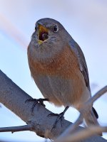 Bluebird2.jpg