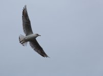 Bird-3.jpg