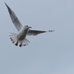 Bird-1.jpg