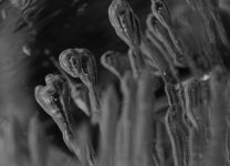 air bubbles in ice.jpg