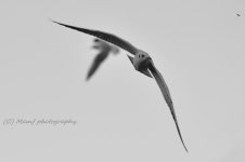 Mr C Gull..jpg