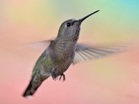 Hummer6.jpg