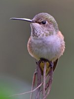 Hummer21.jpg