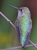 Hummer8.jpg