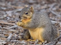 Squirrel.jpg
