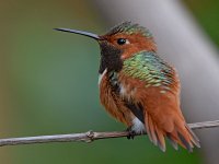 Hummer19.jpg