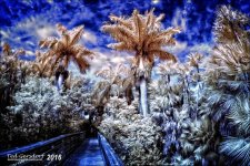 1-13-16 Green Cay IR    2.jpg