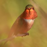 Hummer29.jpg