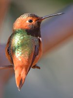 Hummer32.jpg