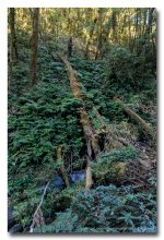 forest-1 (1).jpg