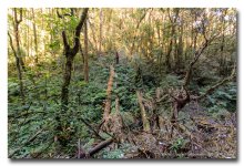 forest-1 (2).jpg